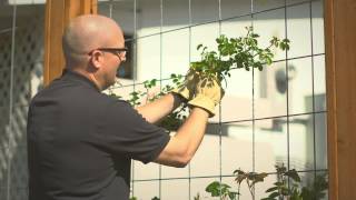 Planting and training your climbing rose [upl. by Yenterb366]