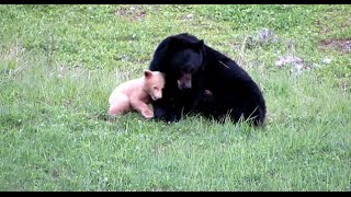 Mama Bear Plays with Cub [upl. by Narok]