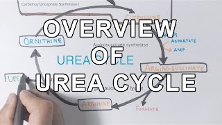 Overview of UREA CYCLE [upl. by Danielle234]