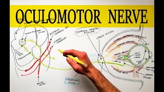 Oculomotor Nerve  Anatomy Tutorial  Made easy [upl. by Norword]