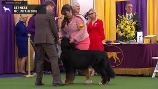 Bernese Mountain Dogs  Breed Judging 2020 [upl. by Henka]