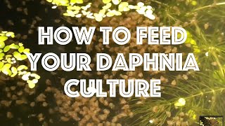 How To Feed Your Daphnia Culture [upl. by Thorwald990]