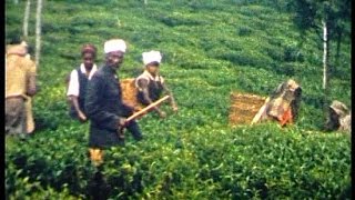 Sri Lanka Ceylon tea plantation in 1958 [upl. by Aidan]