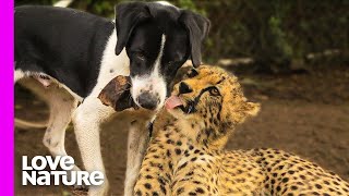 Cheetah And Dog Are Best Friends  Oddest Animal Friendship  Love Nature [upl. by Odlonyer446]