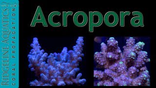 Acropora [upl. by Gisser]