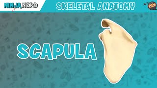 Scapula Anatomy [upl. by Yoreel]