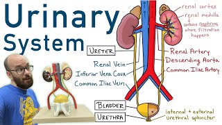 Urinary System  Structure Function Plastinated Kidney and Bladder 3D Model [upl. by Rosene]