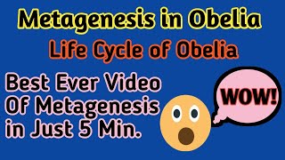 Metagenesis in CnidariaMetagenesis in ObeliaMetagenesis in ZoologyAlternation of generation [upl. by Relyat]