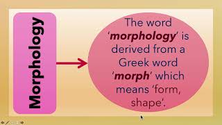 What is Morphology L3 [upl. by Alrich]