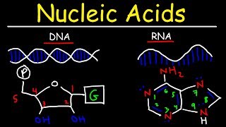 Nucleic Acids  RNA and DNA Structure  Biochemistry [upl. by Yboc]