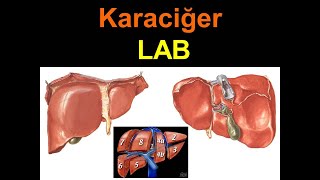 Karaciğer LAB [upl. by Butta]