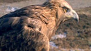 Golden Eagle vs Jackrabbit  National Geographic [upl. by Neelloc319]