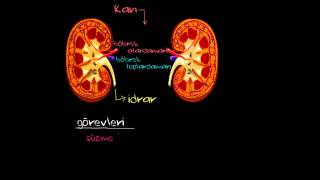 Böbrek Fonksiyonu ve Anatomisi Sağlık ve Tıp [upl. by Siddra]