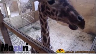 Animal Adventure Park Giraffe Cam [upl. by Nelrah]