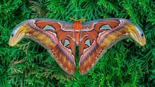 Attacus atlas moth development [upl. by Tala899]