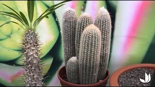 Cactus et plantes succulentes originales  Truffaut [upl. by Dumm753]