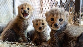 Baby cheetahs make a home at the sanctuary  The Lion Whisperer [upl. by Nerro]