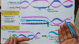 Transcription in prokaryotes  Synthesis of RNA in hindi [upl. by Yortal]