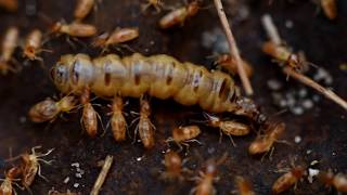 MASSIVE TERMITE QUEEN [upl. by Almallah]