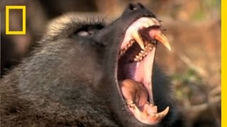 Baboon Attack  National Geographic [upl. by Anahs]