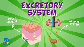 Excretory System  Educational Videos for Kids [upl. by Olia]