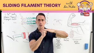 Sliding Filament Theory  Muscle Contraction [upl. by Paik]