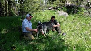 Swix and Paul Visit From Sweden  Bear Hunting Norwegian Elkhound [upl. by Eyar227]