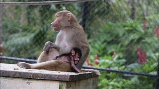 CUTE Baby baboon born at Miamis Jungle Island [upl. by Fagaly]