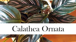 Calathea Ornata Addys Tips for Beginners Pinstripe Calathea [upl. by Luther44]