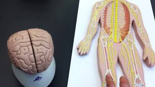 Peripheral Nervous System PNS lab models [upl. by Marlon681]