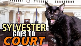 Talking Kitty Cat 69  Sylvester Goes To Court [upl. by Gottwald931]