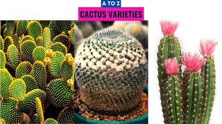 Cactus Varieties A to Z [upl. by Boniface992]