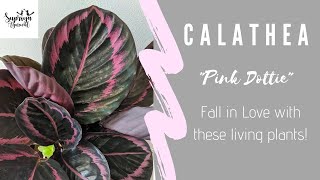 001 Timelapse of Calathea Roseopicta quotDOTTIEquot  House Plants  Blog [upl. by Panter]