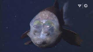 MBARIs Top 10 deepsea animals [upl. by Madonia]