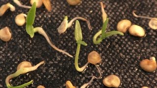 Time Lapse Chilli seeds germinating [upl. by Imailiv]