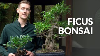 Ficus Bonsai tree care [upl. by Nagek565]