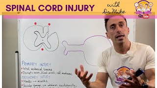 Spinal Cord Injury  What happens in the spinal cord after injury [upl. by Aslehc]