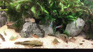 Corydoras agassizi and Brochis splendens eating Hikari Algae Wafers [upl. by Gayel507]