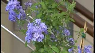 CIFO  Ascolta le tue piante  Il Plumbago [upl. by Madelle]