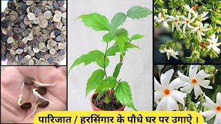 How to grow Parijat plant from seeds  ऐसे उगाऐ पारिजात  हरसिंगार के पौधे बीज से । [upl. by Morrill]