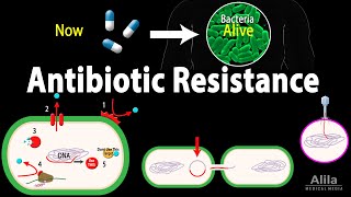 Antibiotic Resistance Animation [upl. by Landis606]