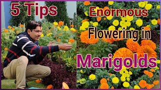 5 Tips to get 5 Times Maximum flowers in Marigold [upl. by Pasol]