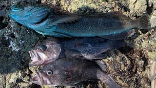 How to Catch LINGCOD and ROCKFISH From SHORE Northern California Rock Fishing [upl. by Teyugn]