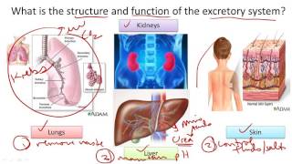 Excretory System Structure and Function [upl. by Iila]