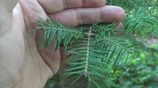 Identifying balsam fir [upl. by Arihk]