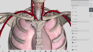 All about the Esophagus [upl. by Marquez]