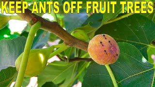 Keep ANTS OFF FRUIT TREES With Three Simple Tricks [upl. by Retsim]