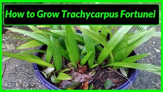 How to Grow Trachycarpus Fortunei Palm Trees in UK [upl. by Hakeber]