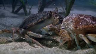 Arthropods  Blue Crab Molting [upl. by Warfourd]