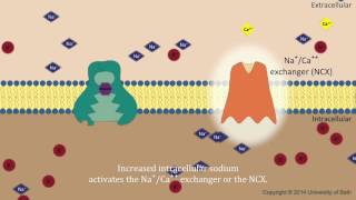 Digoxin  mechanism of action [upl. by Ahsenrad713]